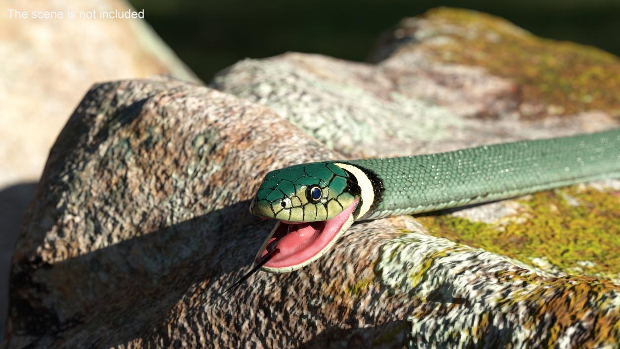 3D Eurasian Grass Snake Green 2 model