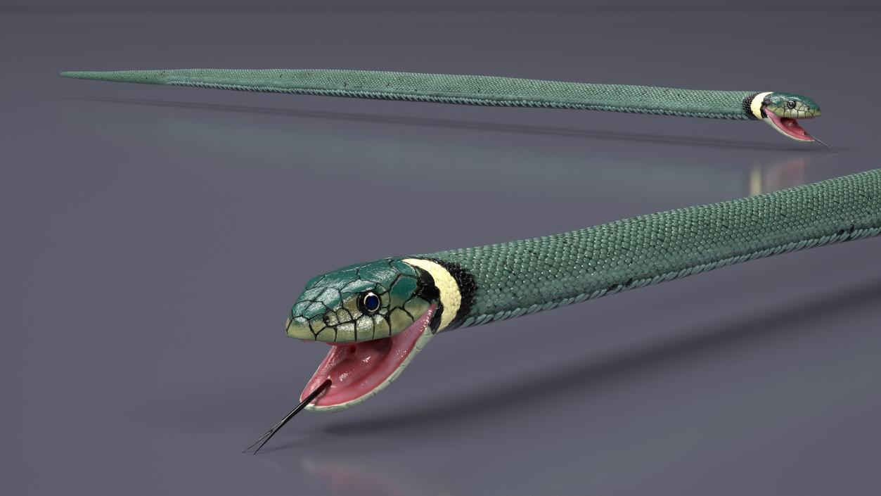 3D Eurasian Grass Snake Green 2 model