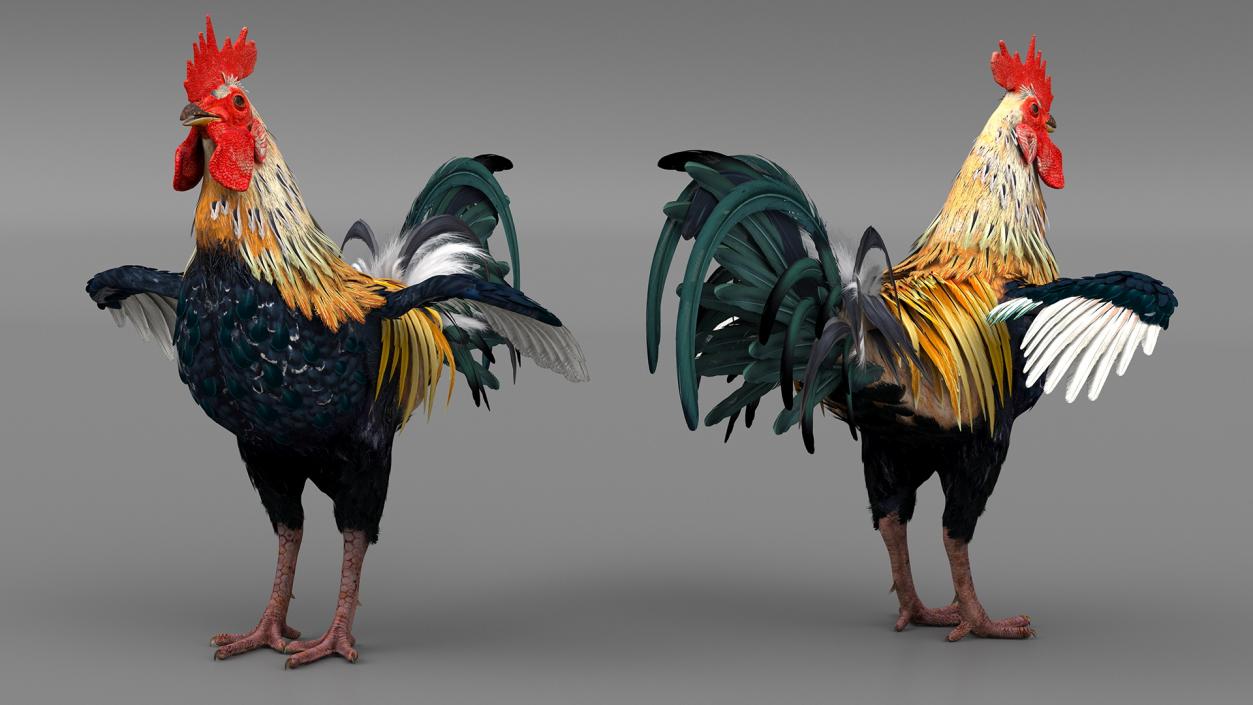 Rainbow Rooster Rigged 3D