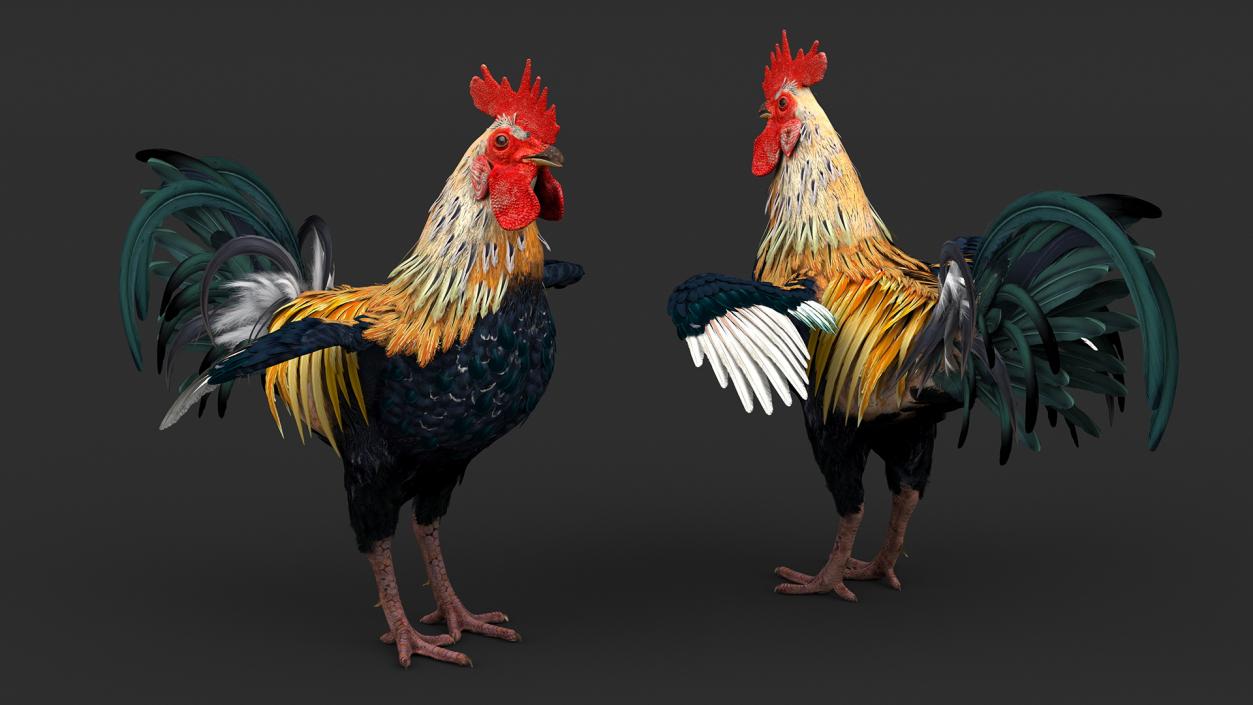 Rainbow Rooster Rigged 3D