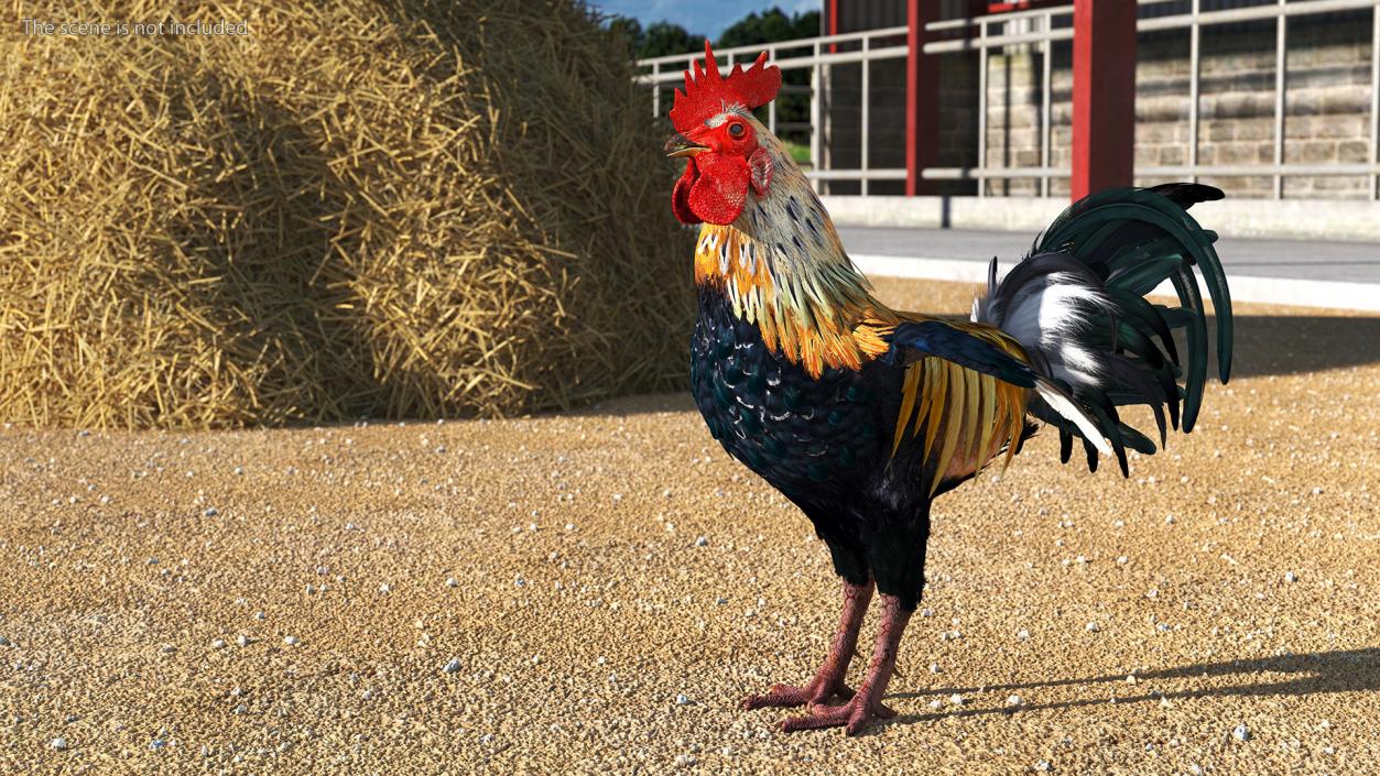 Rainbow Rooster Rigged 3D