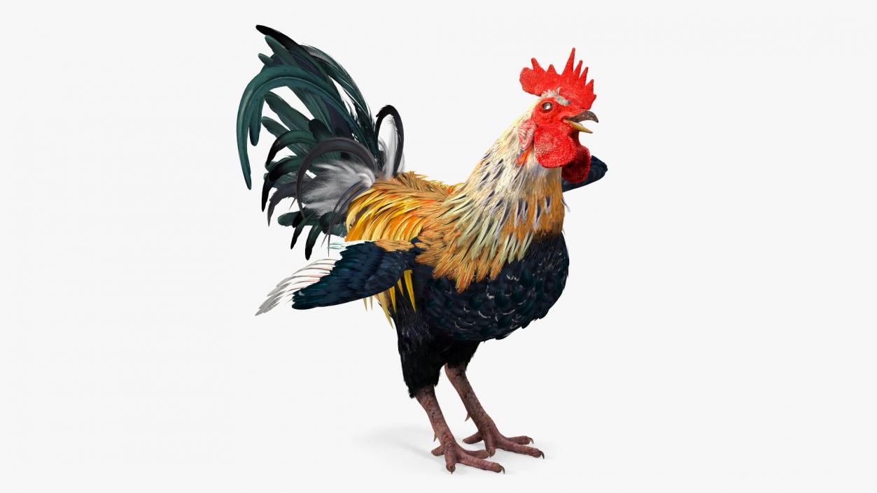 Rainbow Rooster Rigged 3D