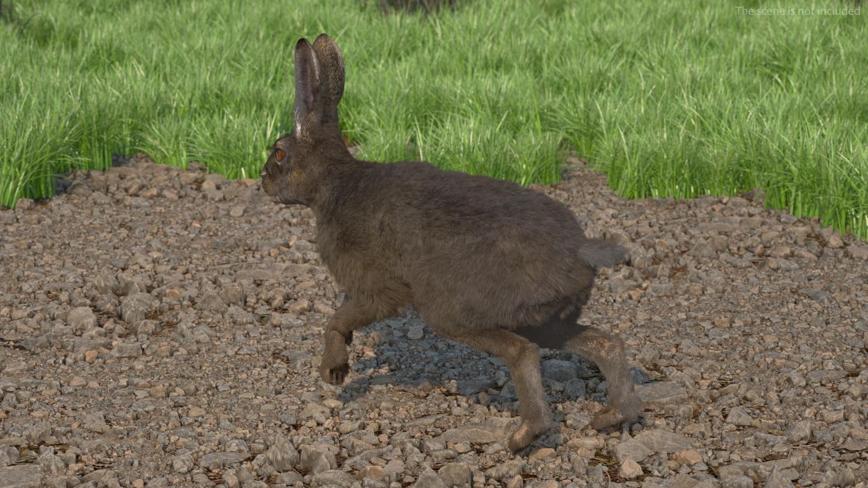 Hare with Fur Animated 2 3D model