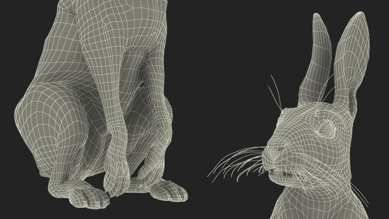 Hare with Fur Animated 2 3D model