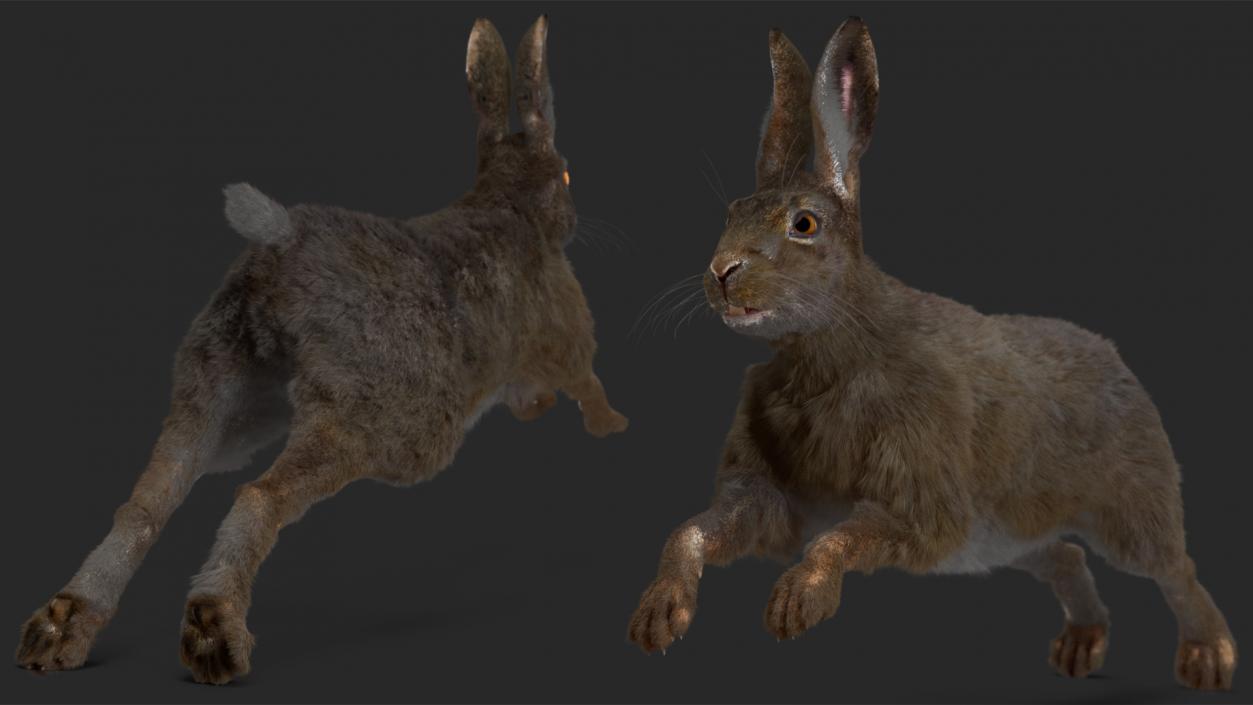 Hare with Fur Animated 2 3D model