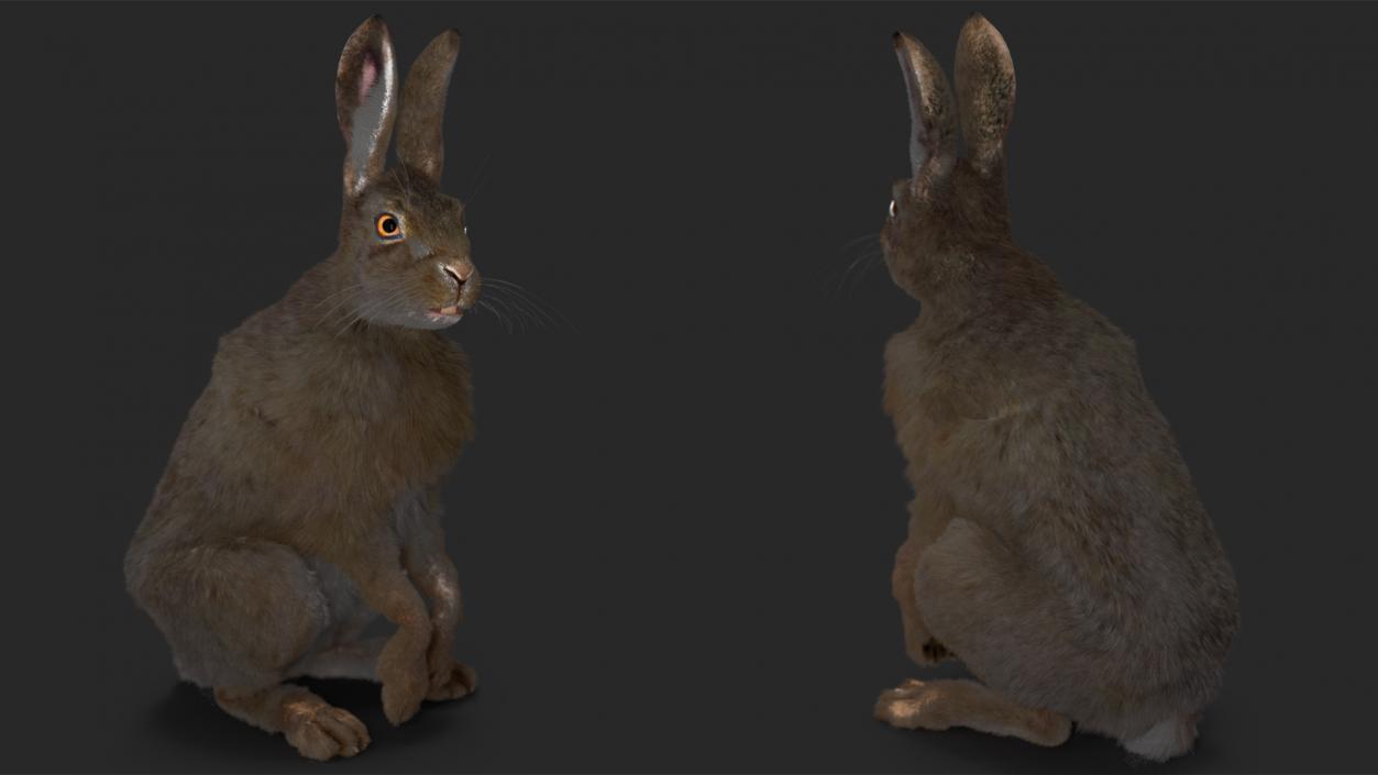 Hare with Fur Animated 2 3D model