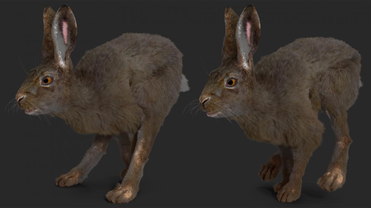 Hare with Fur Animated 2 3D model