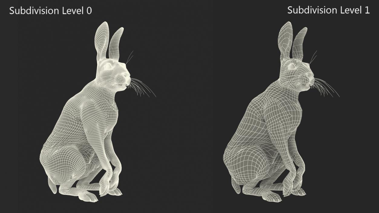 Hare with Fur Animated 2 3D model