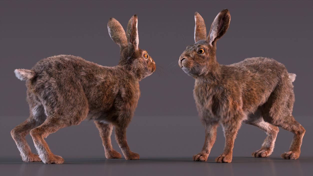 Hare with Fur Animated 2 3D model