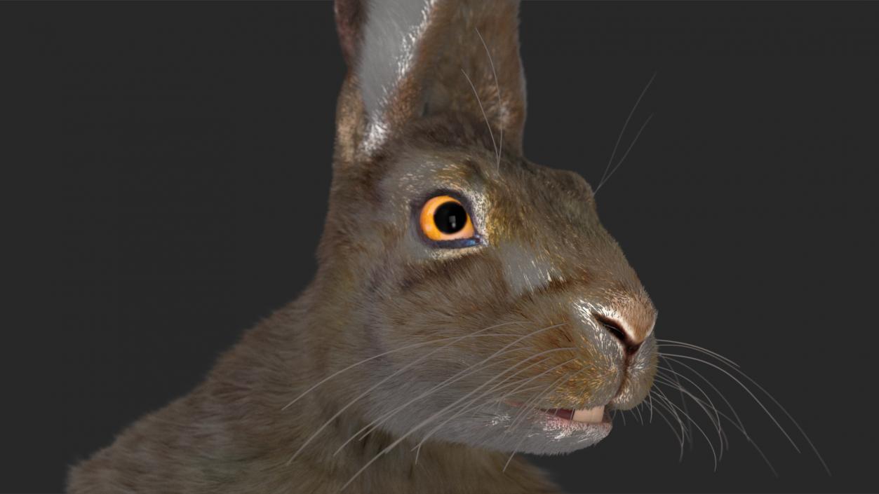 Hare with Fur Animated 2 3D model