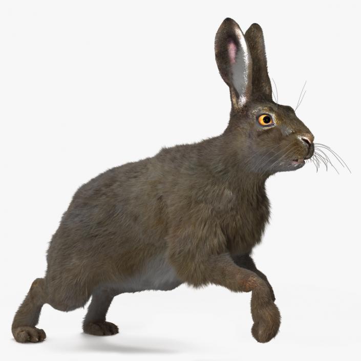 Hare with Fur Animated 2 3D model