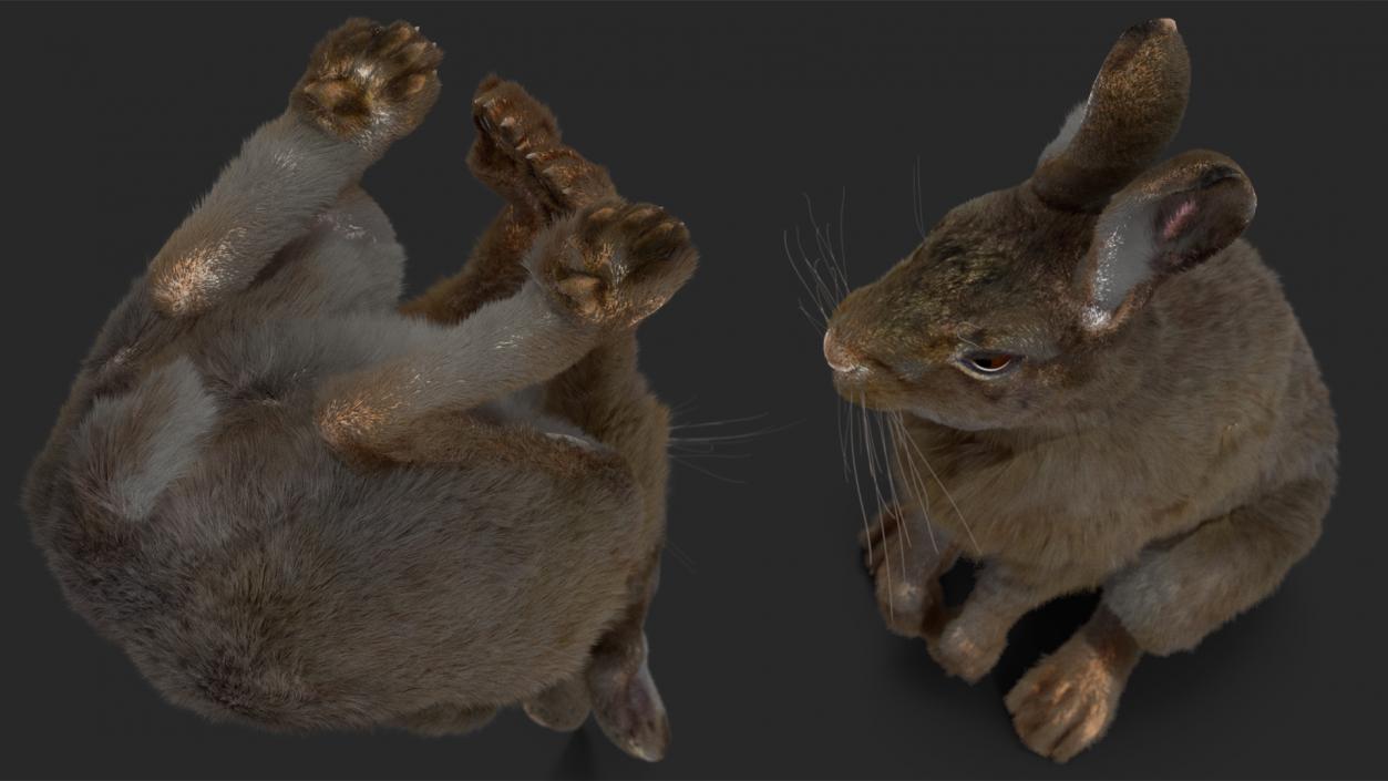 Hare with Fur Animated 2 3D model