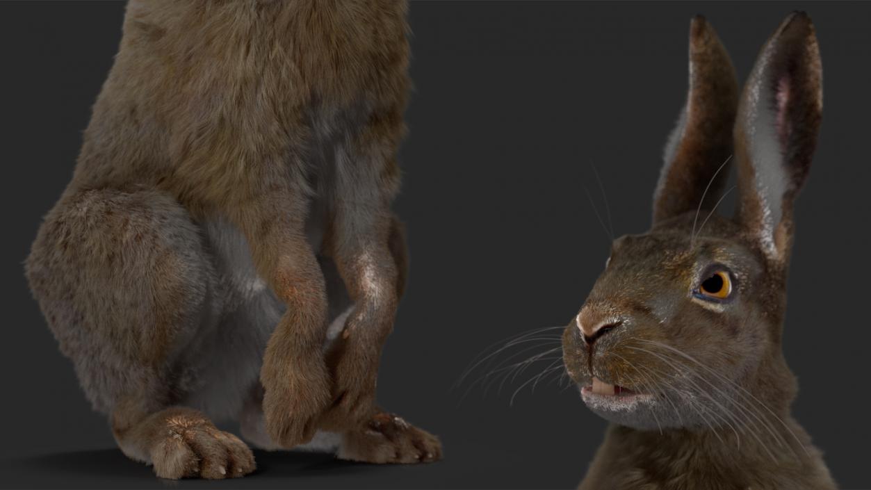 Hare with Fur Animated 2 3D model