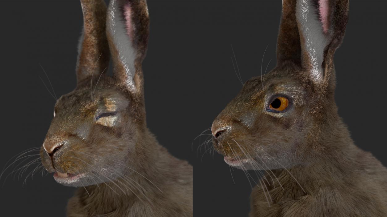 Hare with Fur Animated 2 3D model