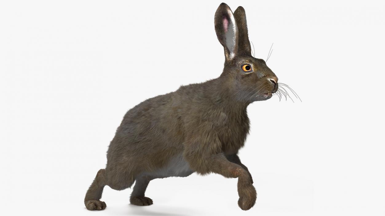 Hare with Fur Animated 2 3D model