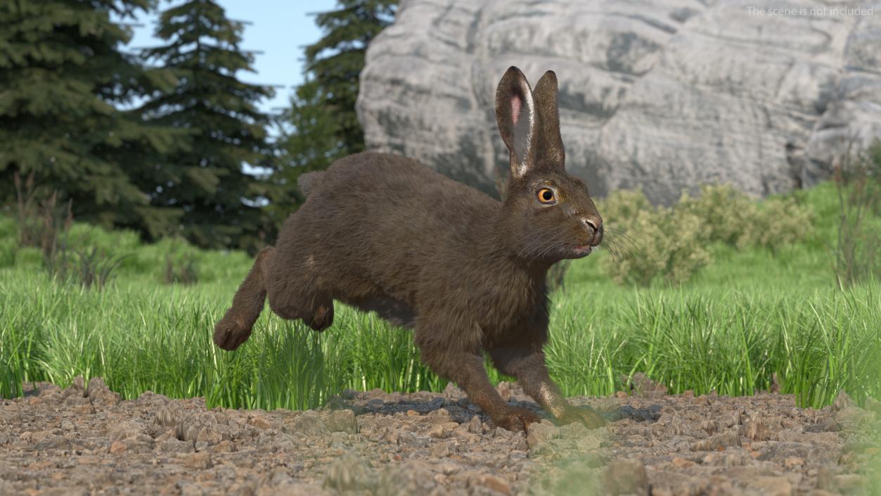 Hare with Fur Animated 2 3D model