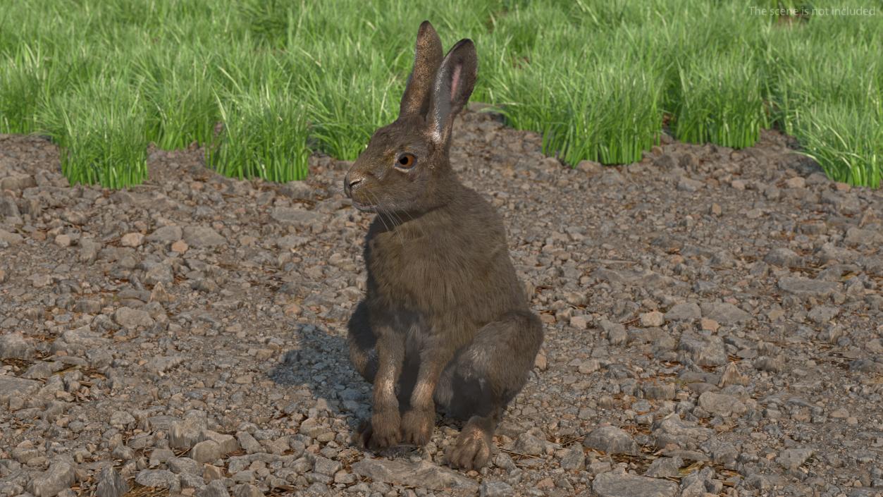 Hare with Fur Animated 2 3D model