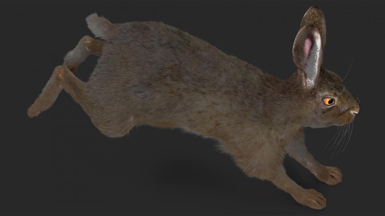 Hare with Fur Animated 2 3D model