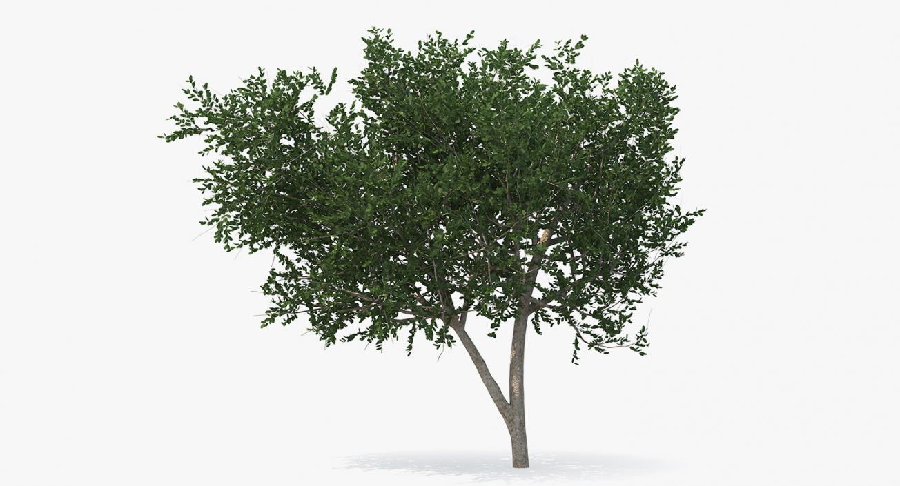 3D model Summer Trees Collection 4