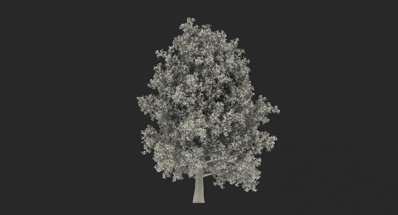 3D model Summer Trees Collection 4