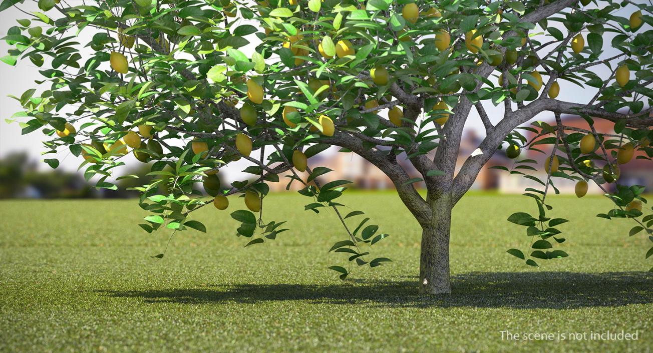 3D model Summer Trees Collection 4