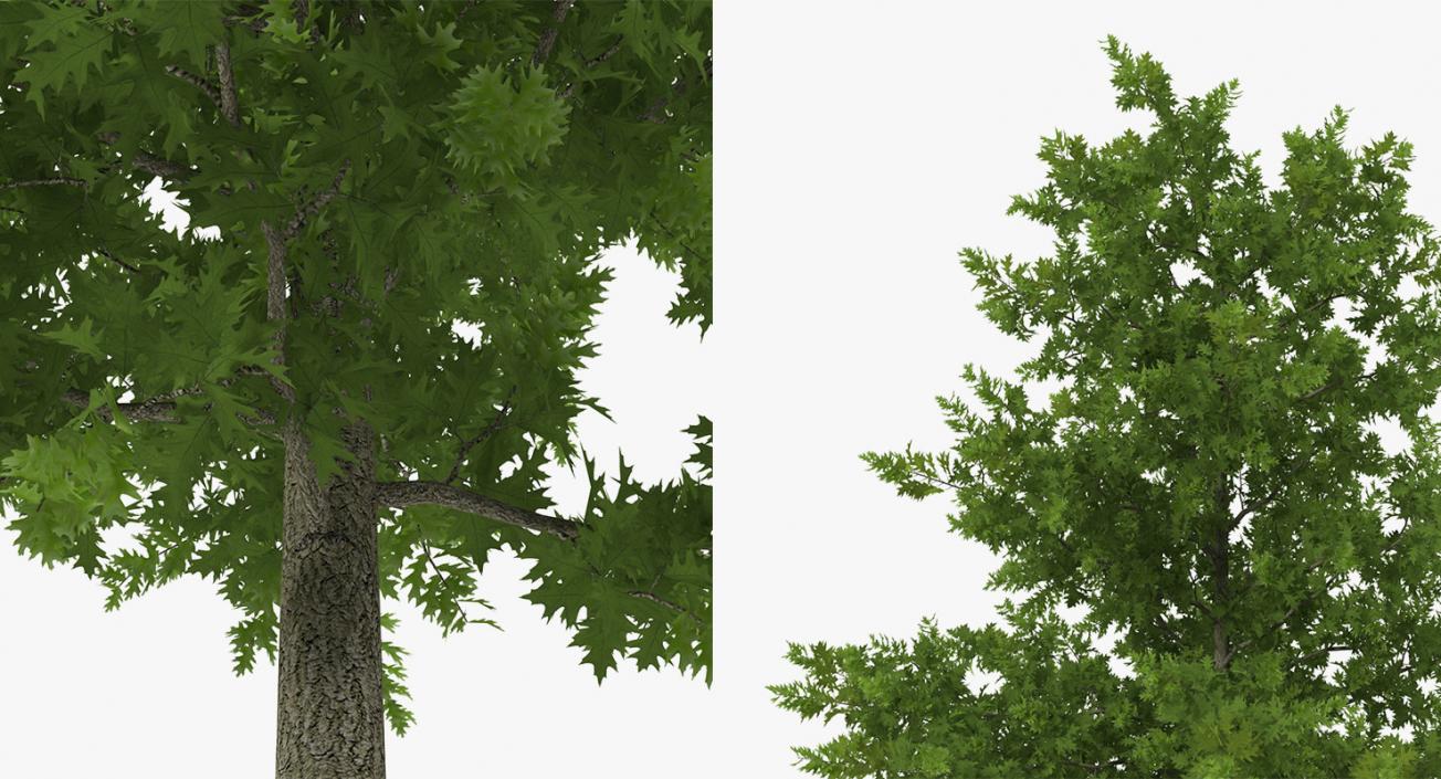 3D model Summer Trees Collection 4