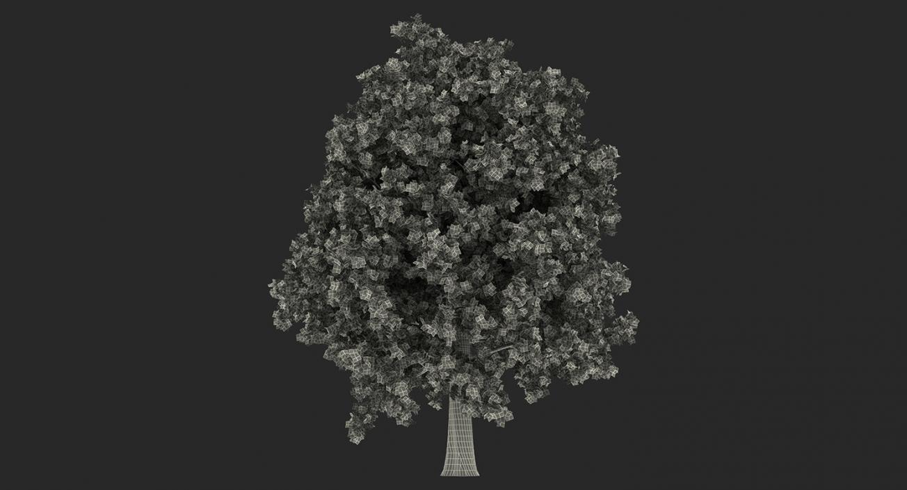 3D model Summer Trees Collection 4