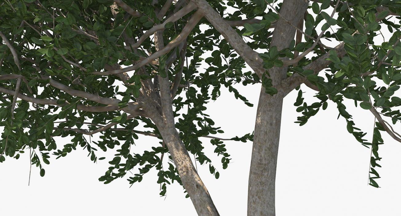 3D model Summer Trees Collection 4