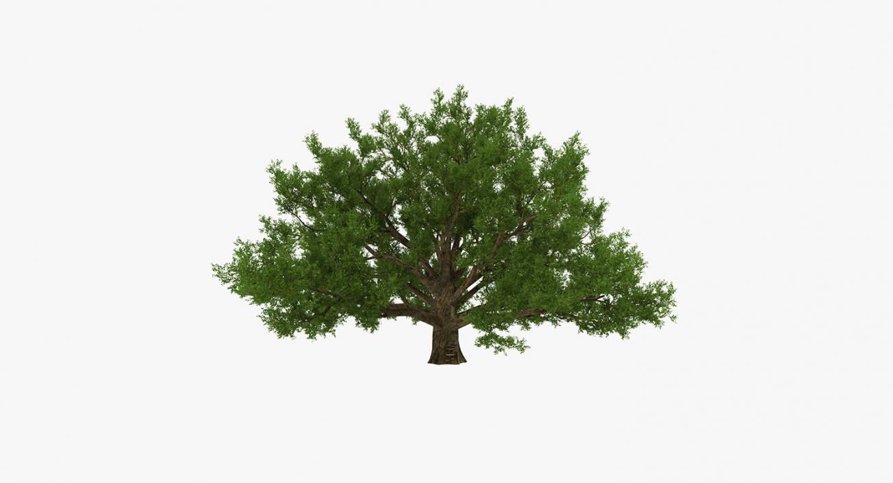 3D model Summer Trees Collection 4