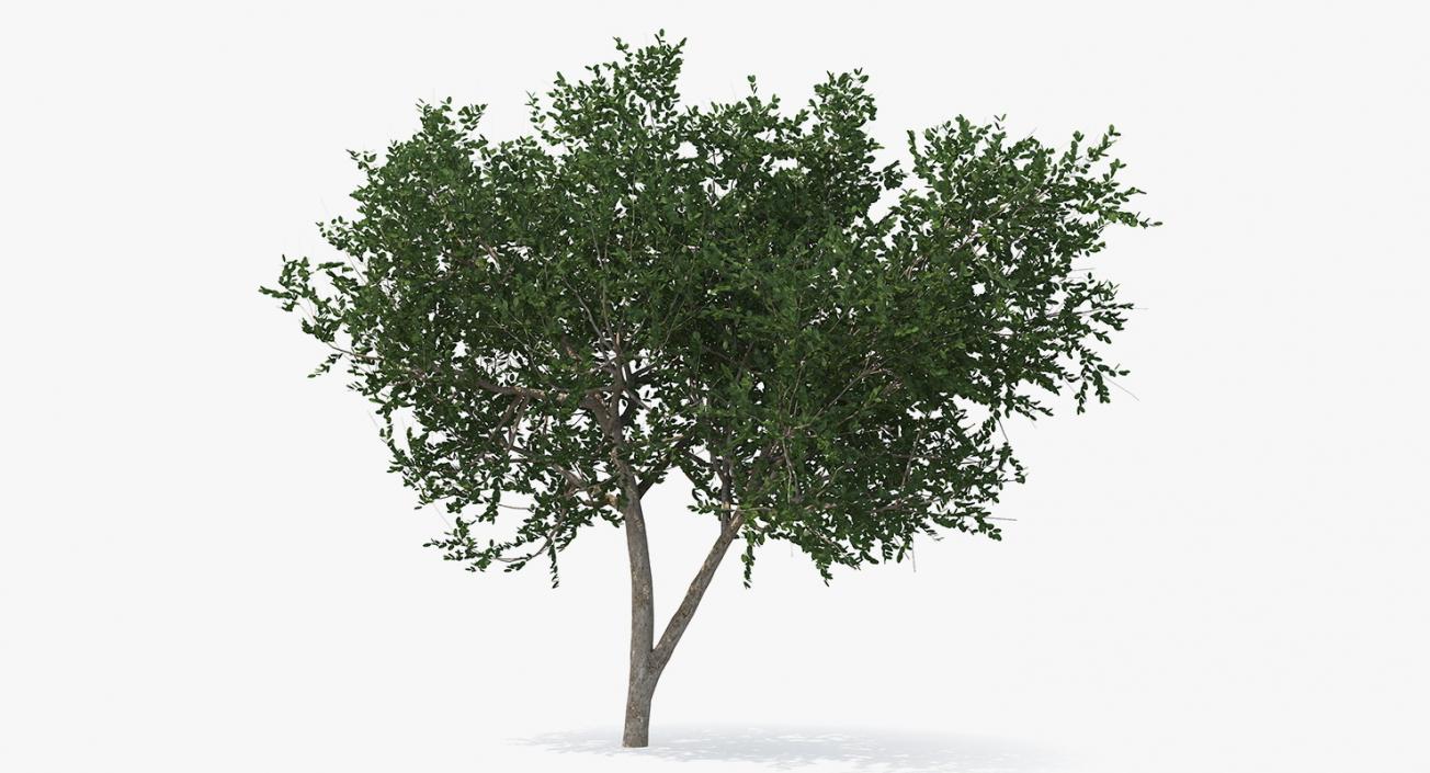 3D model Summer Trees Collection 4