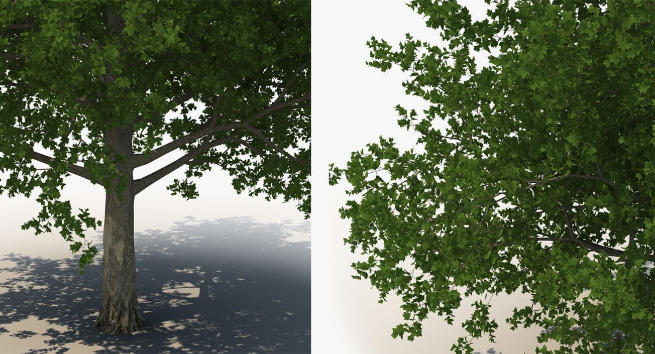 3D model Summer Trees Collection 4