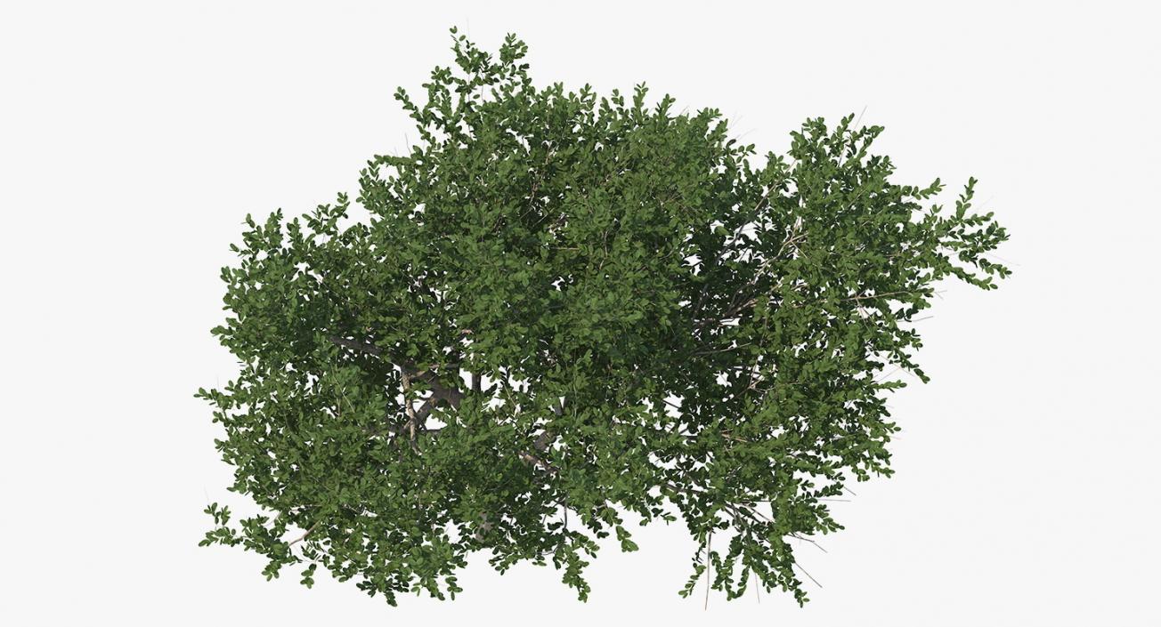 3D model Summer Trees Collection 4