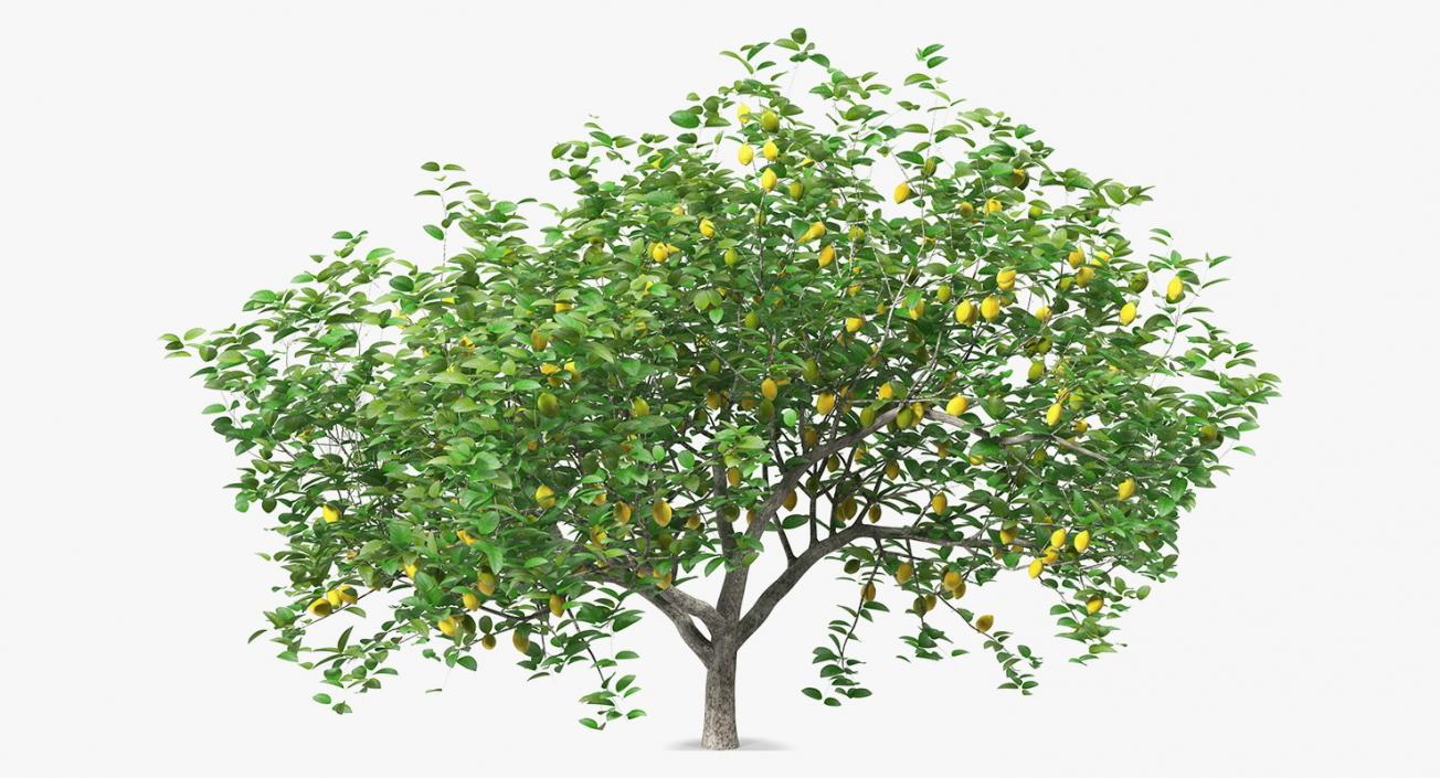 3D model Summer Trees Collection 4