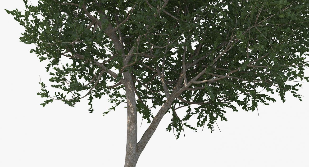 3D model Summer Trees Collection 4