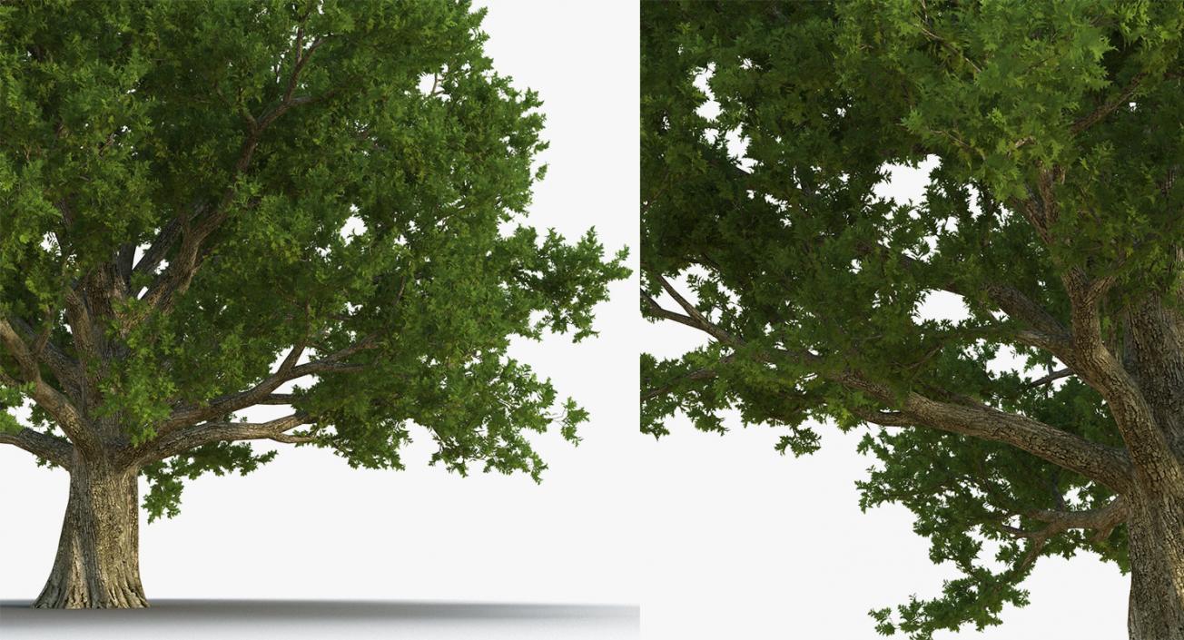 3D model Summer Trees Collection 4