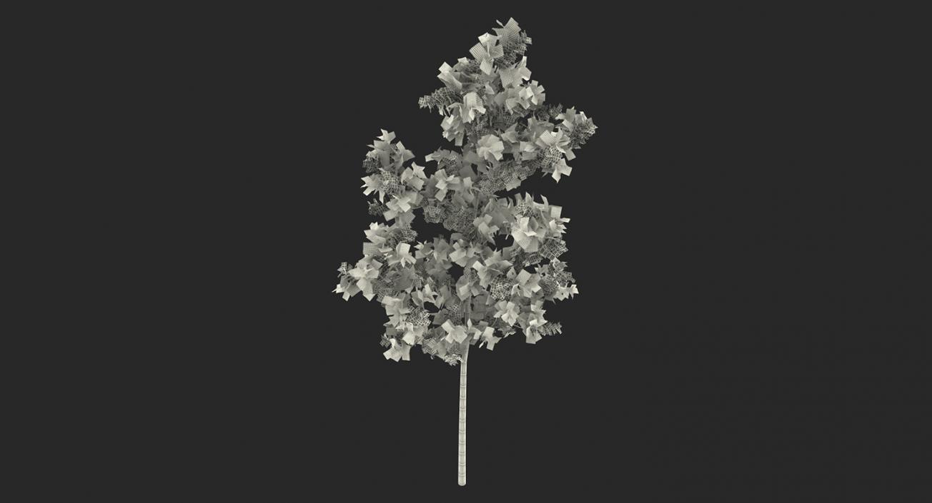 3D model Summer Trees Collection 4