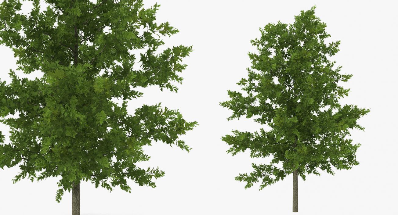 3D model Summer Trees Collection 4