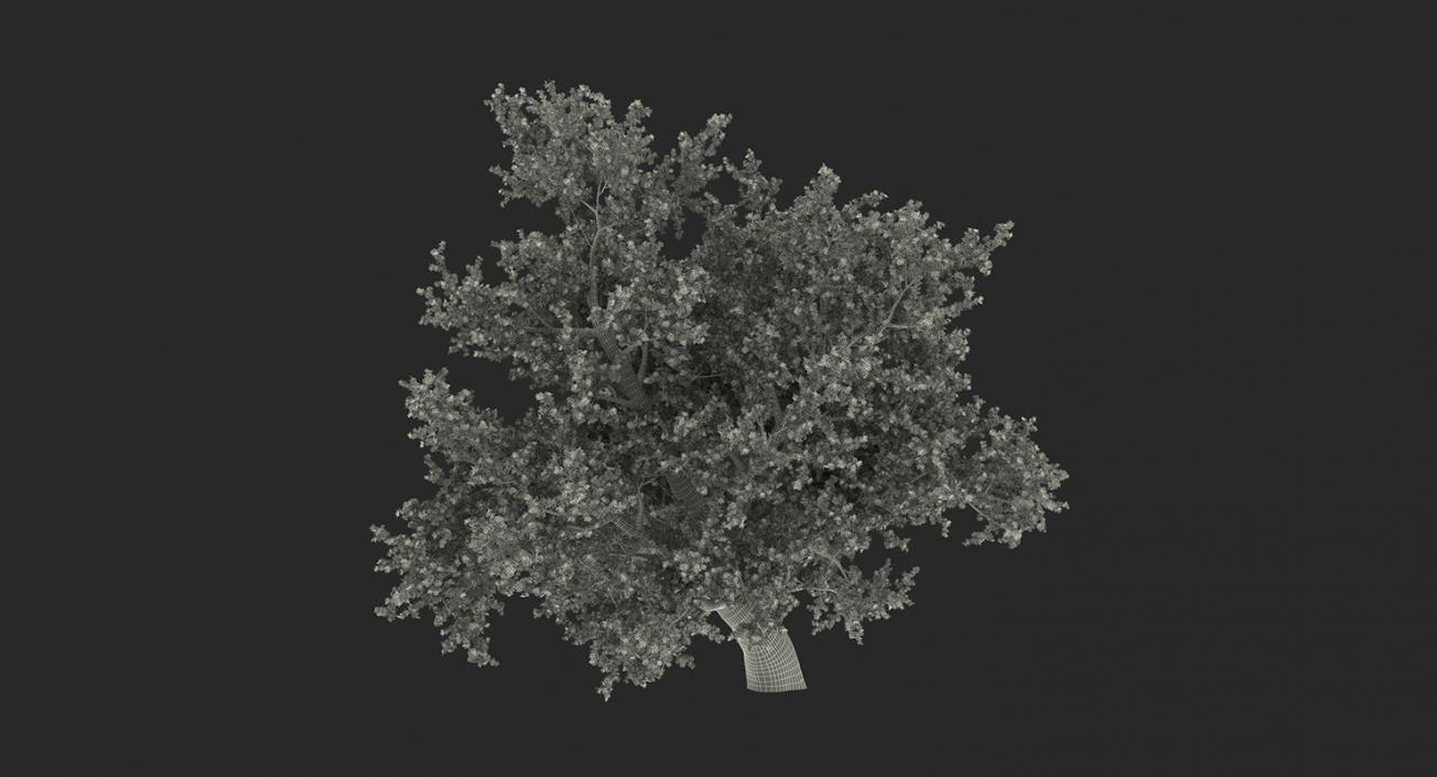 3D model Summer Trees Collection 4