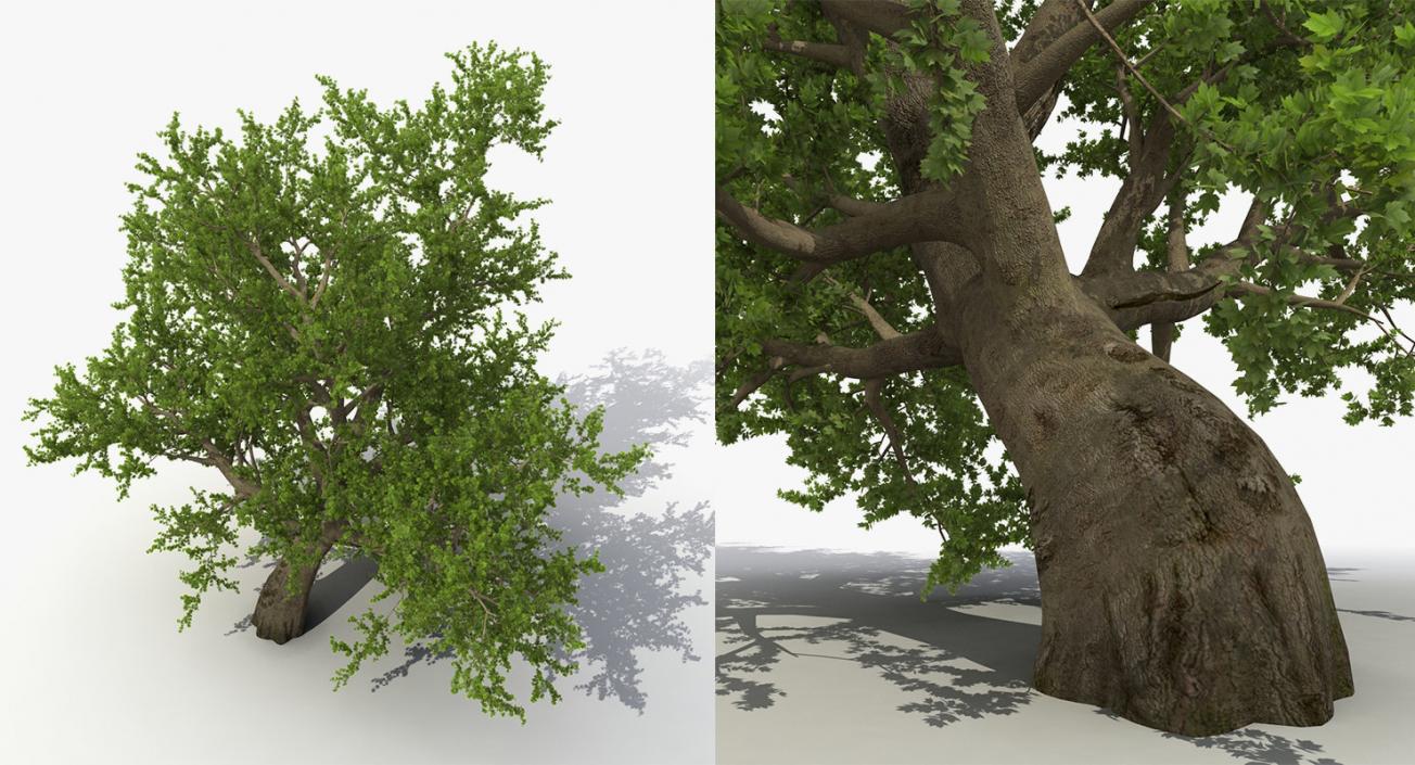 3D model Summer Trees Collection 4