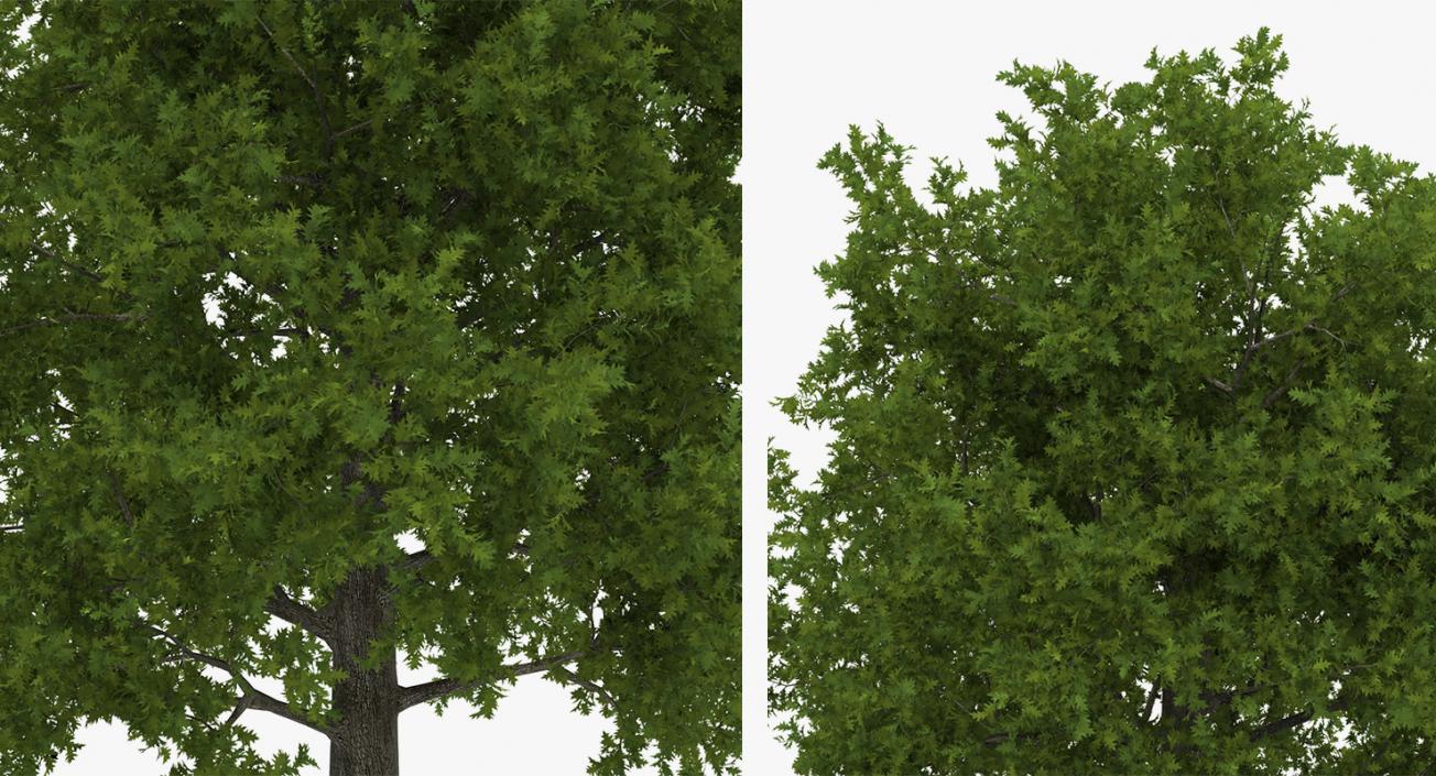 3D model Summer Trees Collection 4