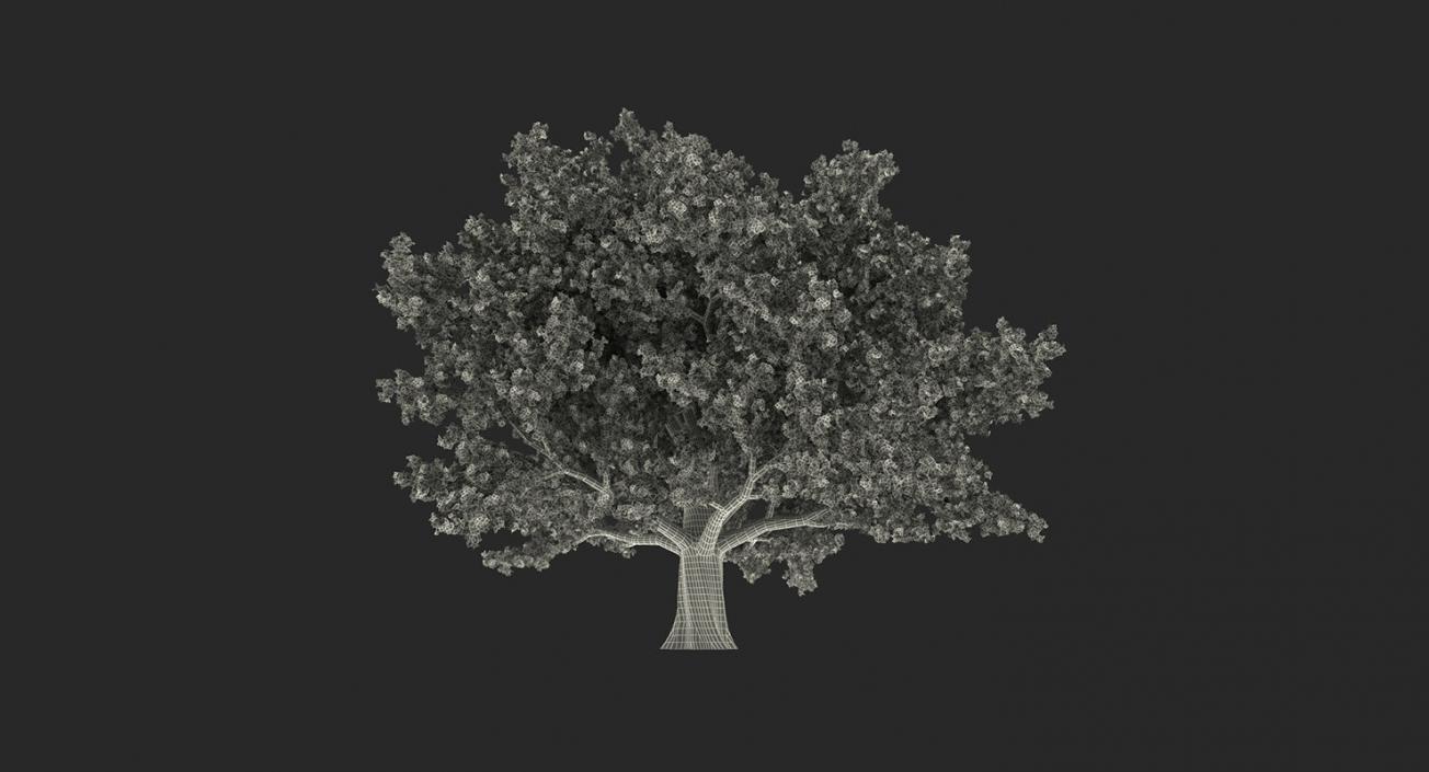 3D model Summer Trees Collection 4