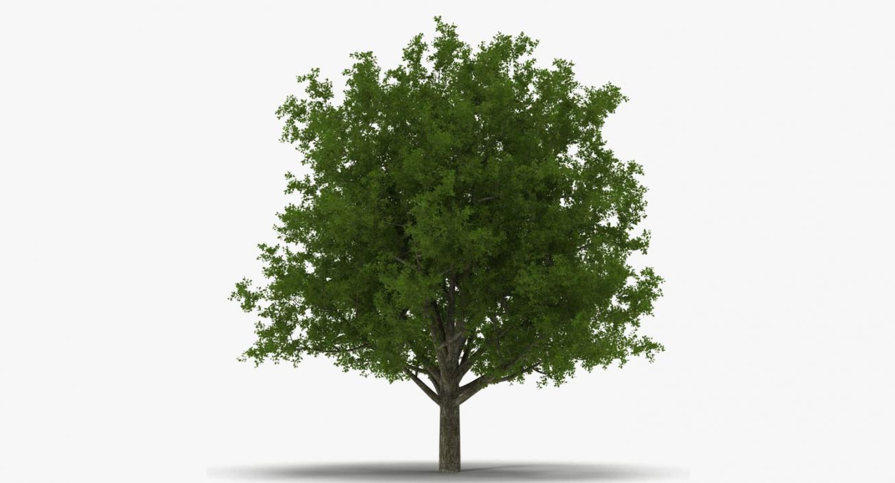 3D model Summer Trees Collection 4