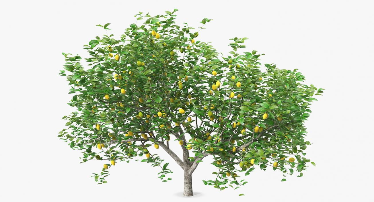 3D model Summer Trees Collection 4