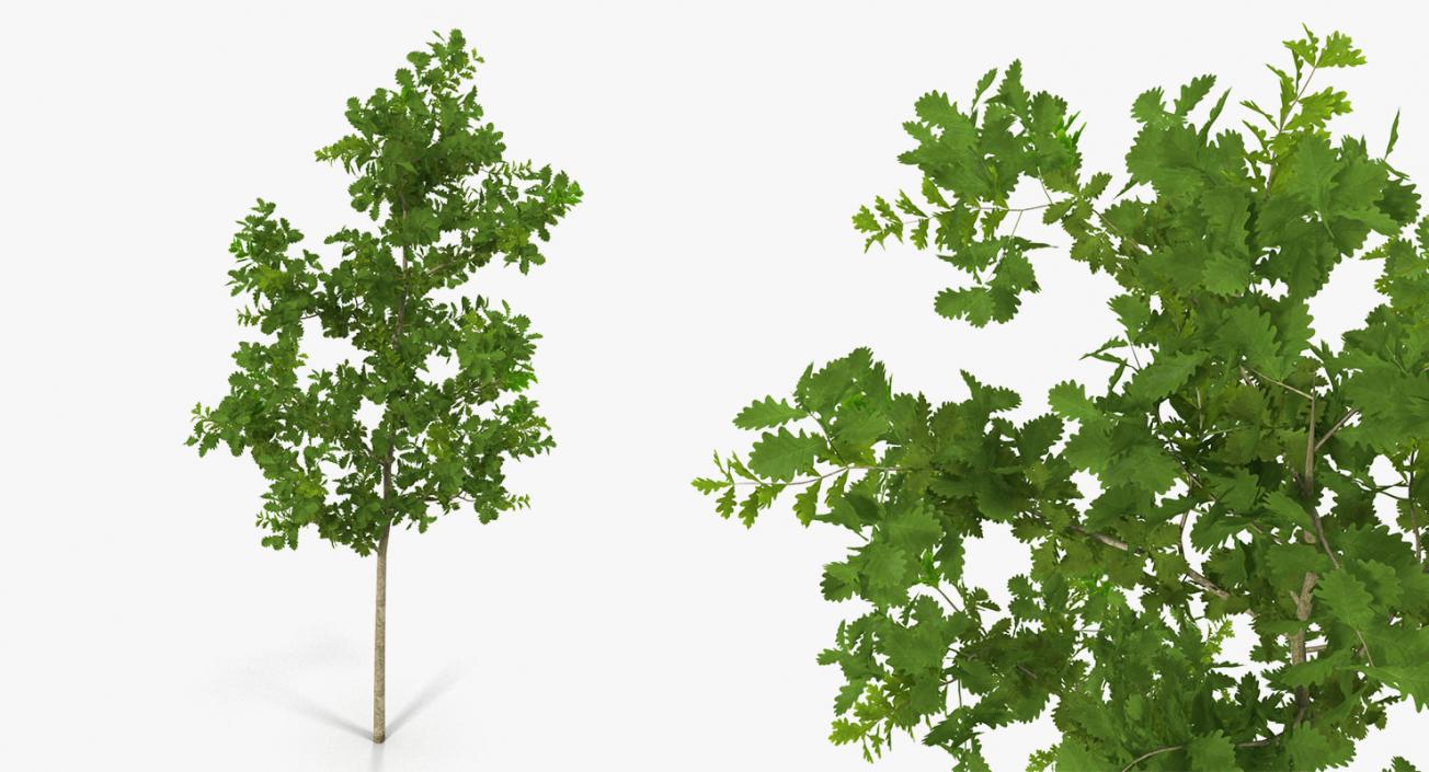 3D model Summer Trees Collection 4