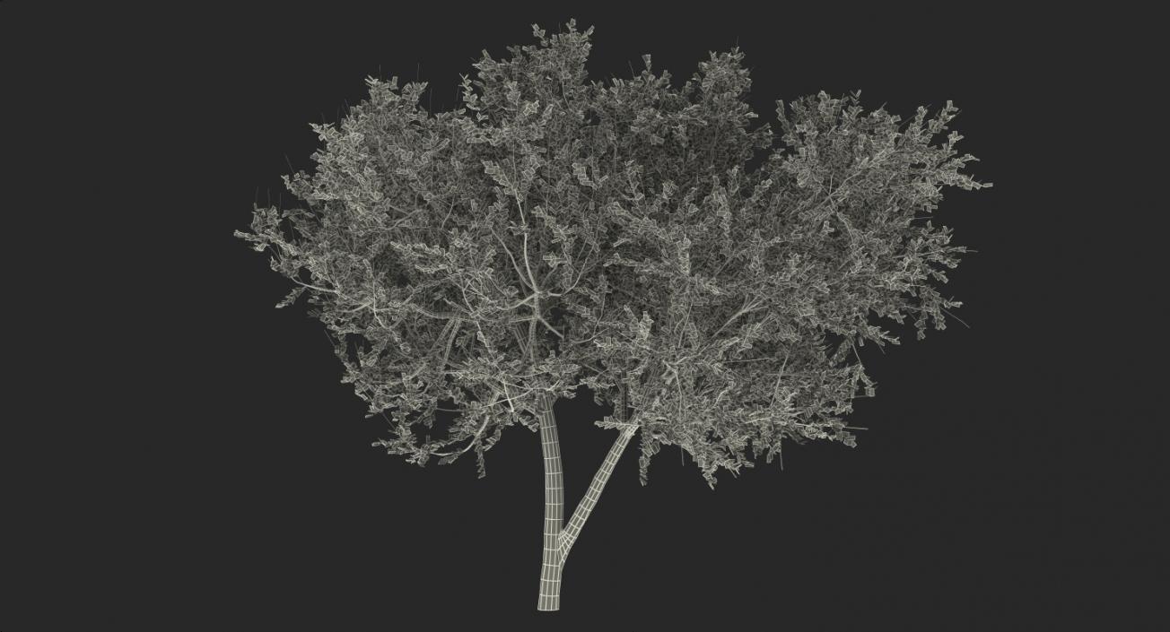 3D model Summer Trees Collection 4