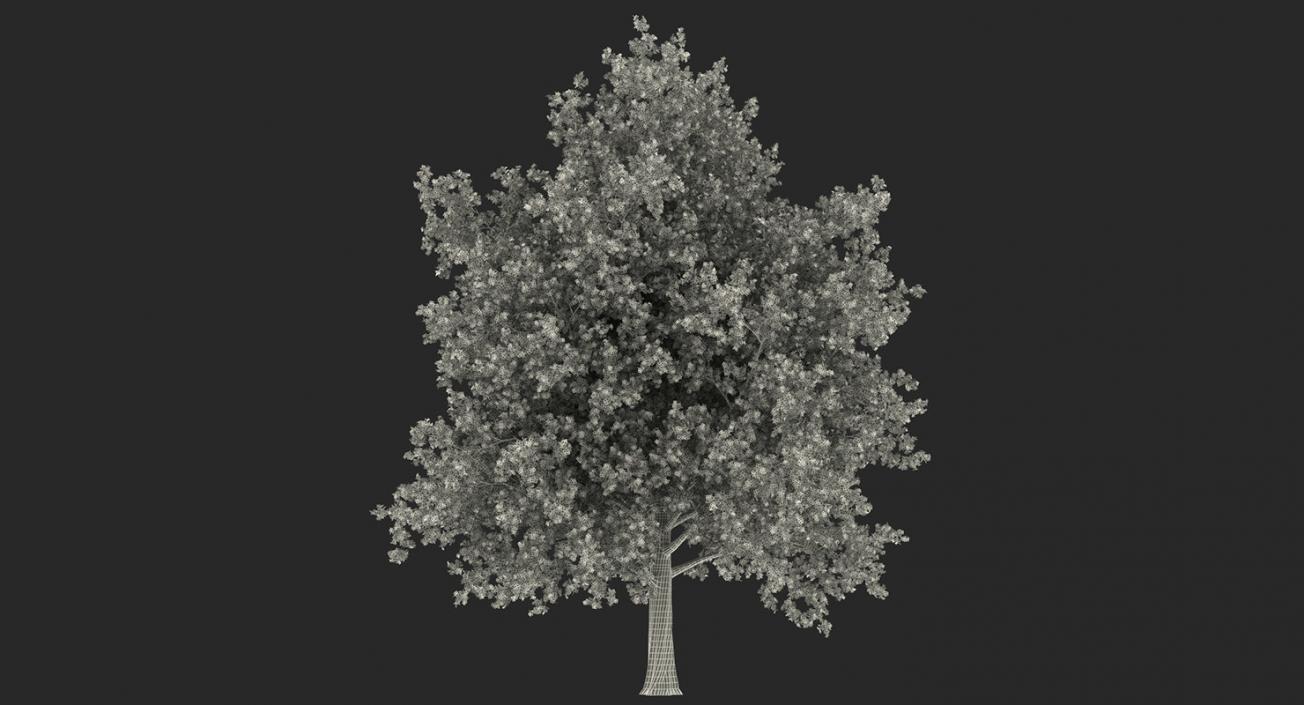 3D model Summer Trees Collection 4