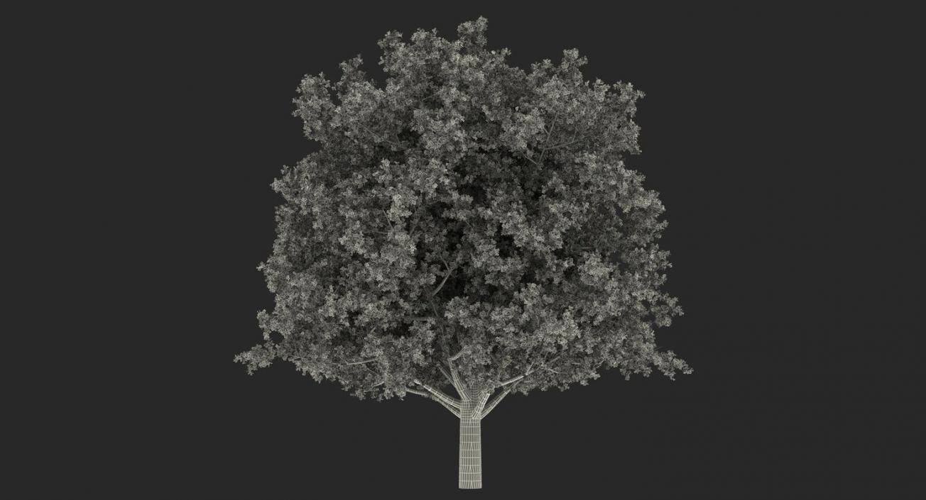 3D model Summer Trees Collection 4