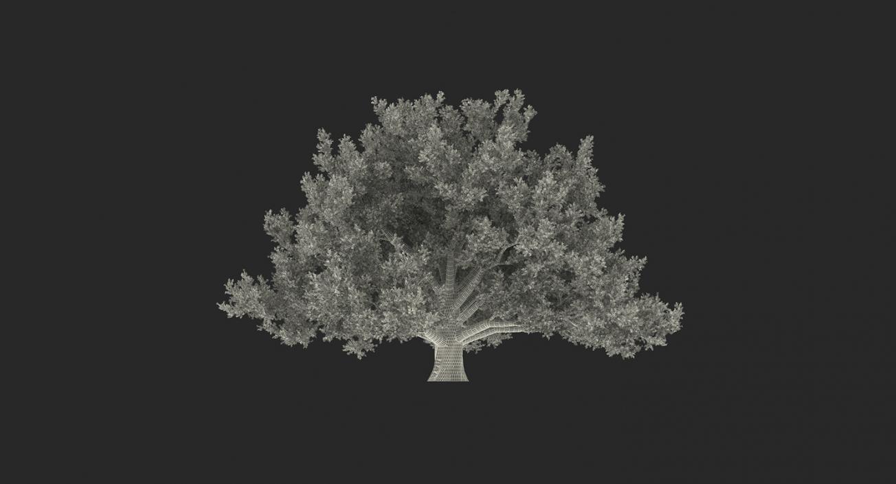 3D model Summer Trees Collection 4