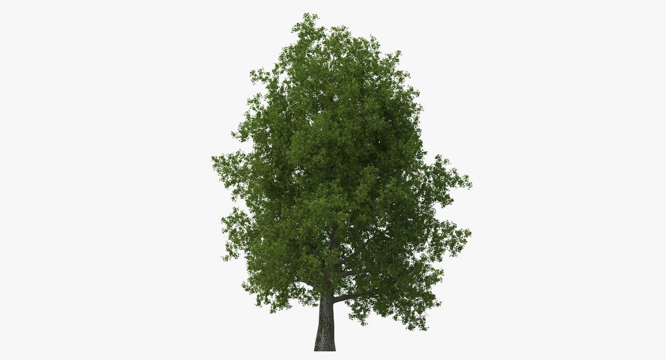 3D model Summer Trees Collection 4