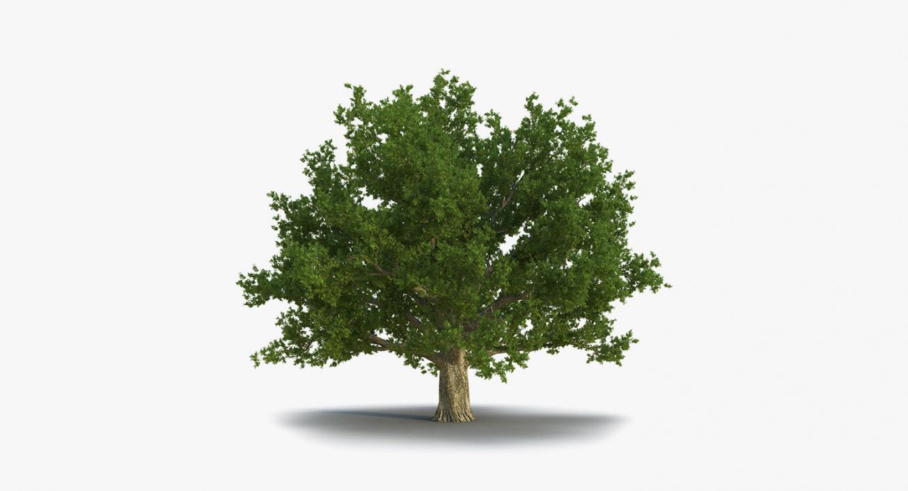 3D model Summer Trees Collection 4